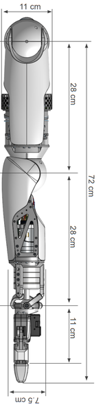 Arm dimensions